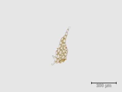 mesoptychia heterocolpos unterblatt