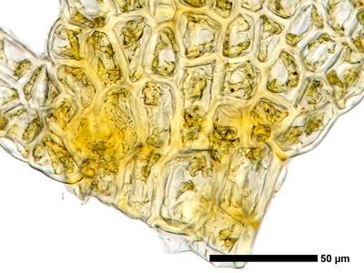 kurzia pauciflora 1 flankenblatt blattbasis
