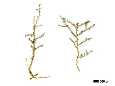 kurzia pauciflora 1 habitus oberseite