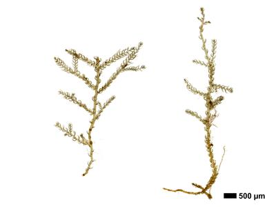 kurzia pauciflora 1 habitus unterseite