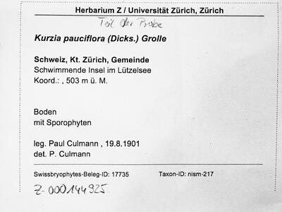 kurzia pauciflora 1 herbarbeleg