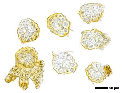 kurzia pauciflora 1 stamm quer