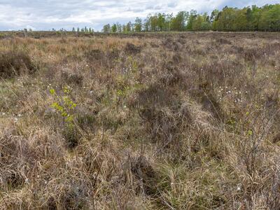 kurzia pauciflora 2 habitat