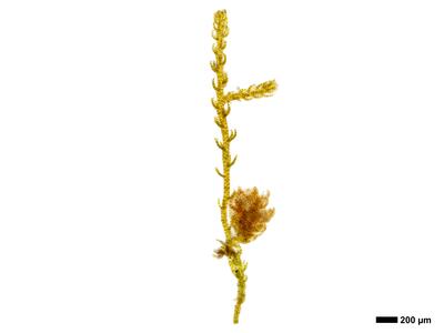 kurzia pauciflora 2 habitus oberseite