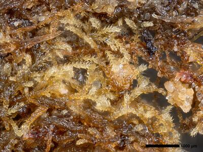 kurzia sylvatica 1 habitus
