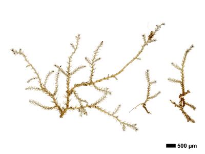 kurzia sylvatica 1 habitus oberseite
