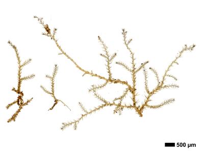 kurzia sylvatica 1 habitus unterseite