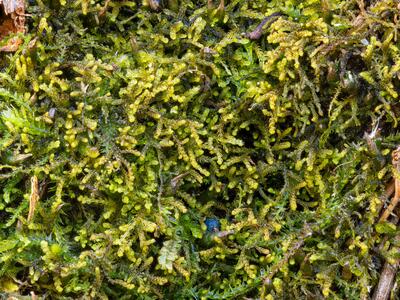 kurzia sylvatica 2 habitus