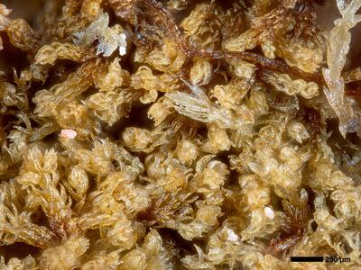 kurzia trichoclados 1 habitus detail