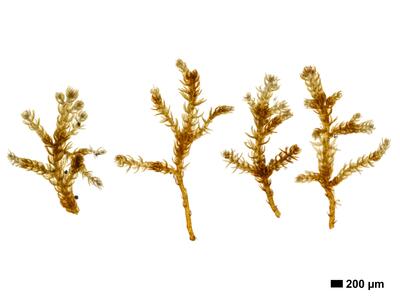 kurzia trichoclados 1 habitus oberseite