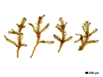 kurzia trichoclados 1 habitus unterseite