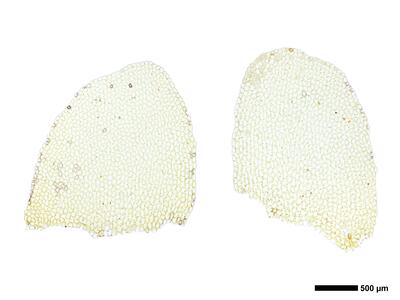 chiloscyphus pallescens 2 flankenblatt