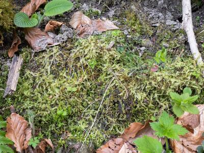 chiloscyphus pallescens 2 habitat