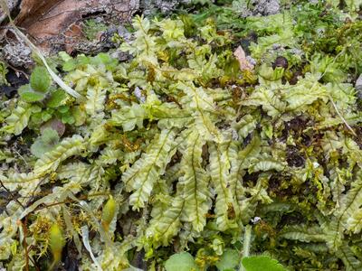 chiloscyphus pallescens 2 habitus