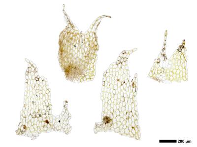 chiloscyphus pallescens 2 unterblatt