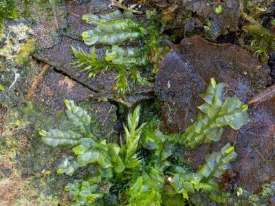 chiloscyphus pallescens 3
