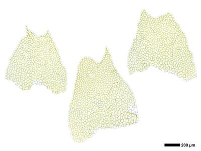 chiloscyphus pallescens 3 flankenblatt