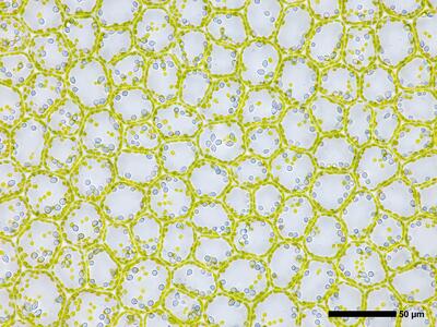 chiloscyphus pallescens 3 flankenblatt blattmitte