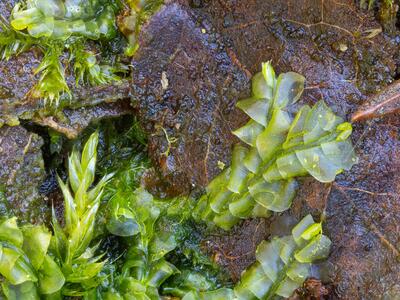 chiloscyphus pallescens 3 habitus