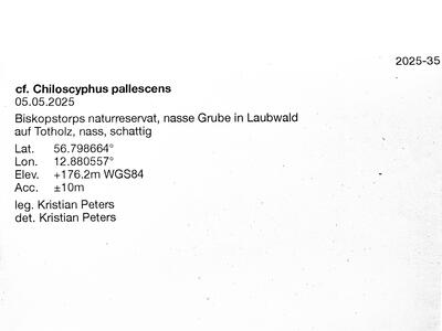 chiloscyphus pallescens 3 herbarbeleg