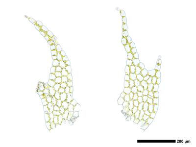 chiloscyphus pallescens 3 unterblatt