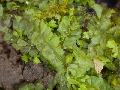 chiloscyphus polyanthos