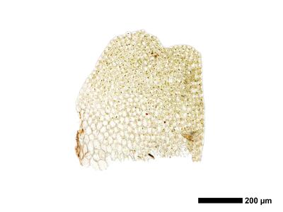 chiloscyphus polyanthos 1 female bract