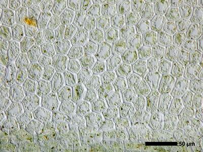 chiloscyphus polyanthos 1 flankenblatt blattbasis