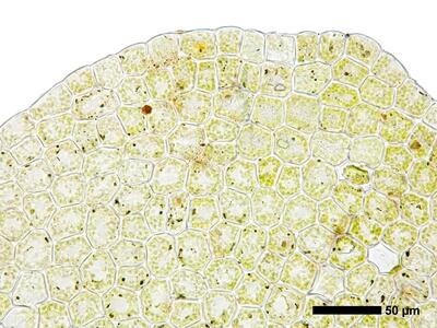 chiloscyphus polyanthos 1 flankenblatt blattspitze