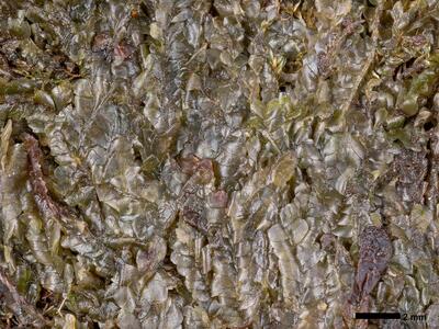 chiloscyphus polyanthos 1 habitus