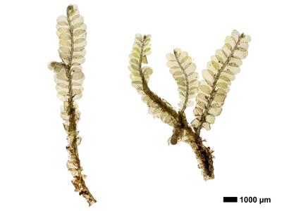 chiloscyphus polyanthos 1 habitus oberseite