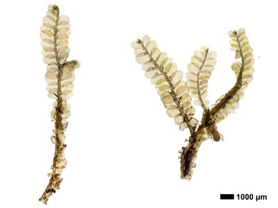 chiloscyphus polyanthos 1 habitus unterseite