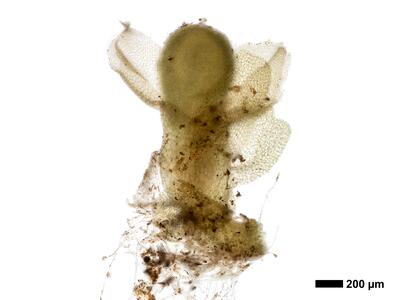 chiloscyphus polyanthos 1 perianth