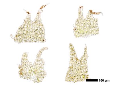 chiloscyphus polyanthos 1 unterblatt