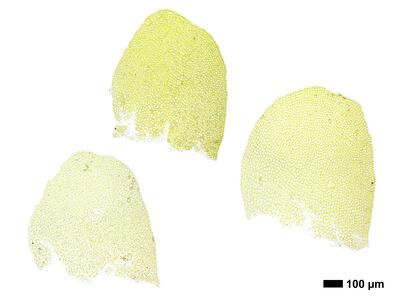 chiloscyphus polyanthos 2 flankenblatt