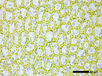 chiloscyphus polyanthos 2 flankenblatt blattmitte
