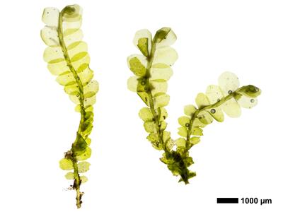 chiloscyphus polyanthos 2 habitus oberseite
