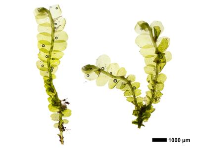 chiloscyphus polyanthos 2 habitus unterseite