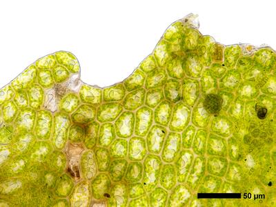 chiloscyphus polyanthos 2 perianthmuendung