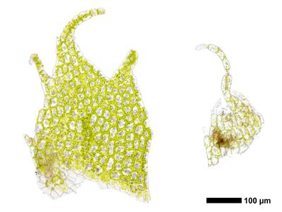 chiloscyphus polyanthos 2 unterblatt