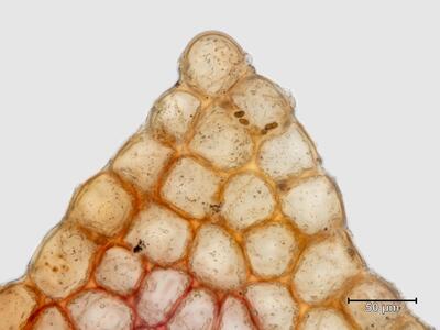 heterogamma capitata flankenblatt blattspitze