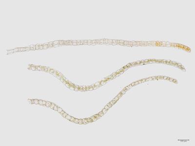 heterogamma capitata flankenblatt quer