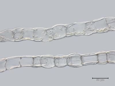 heterogamma capitata flankenblatt quer detail