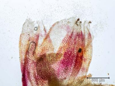 heterogamma capitata perianthmuendung
