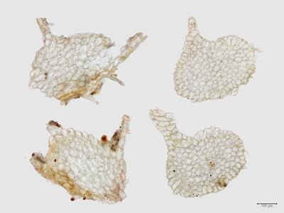 heterogamma capitata stamm quer