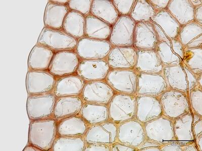 heterogamma laxa flankenblatt blattrand
