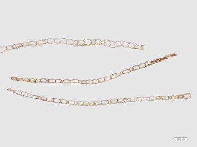 heterogamma laxa flankenblatt quer