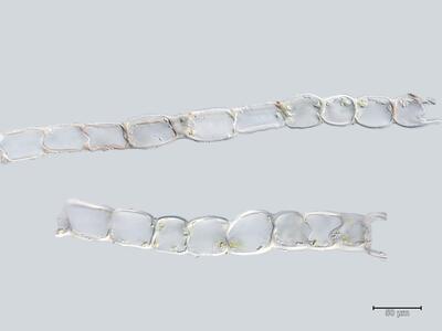 heterogamma laxa flankenblatt quer detail