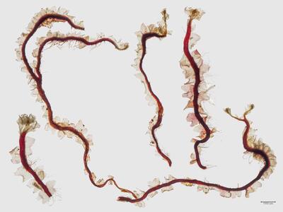 heterogamma laxa habitus oberseite