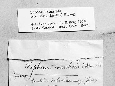 heterogamma laxa herbarbeleg
